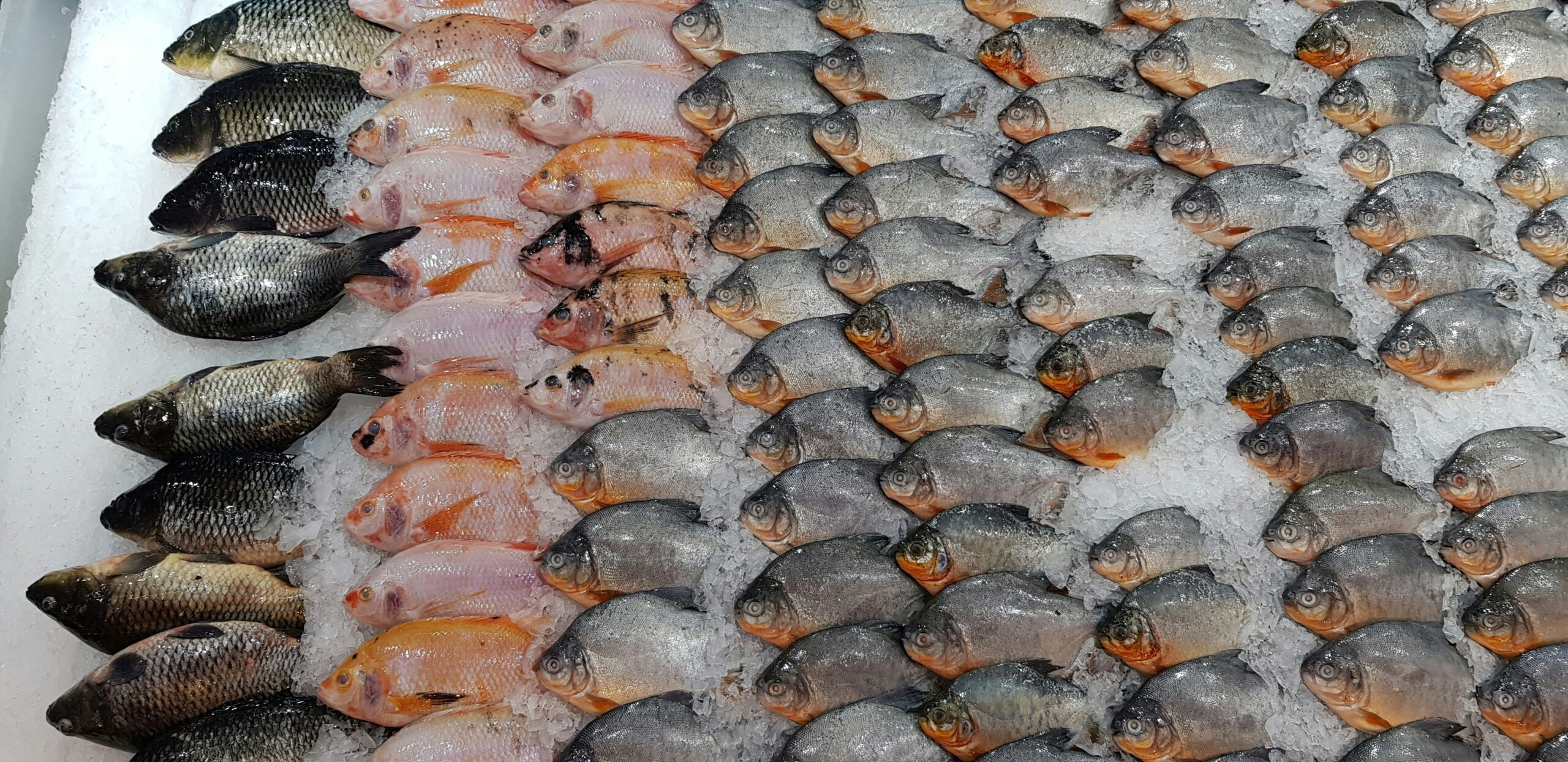 Ikan Pasar, Wet Market Fishes, Ikan Segar, Raw Fish, Fresh Fish