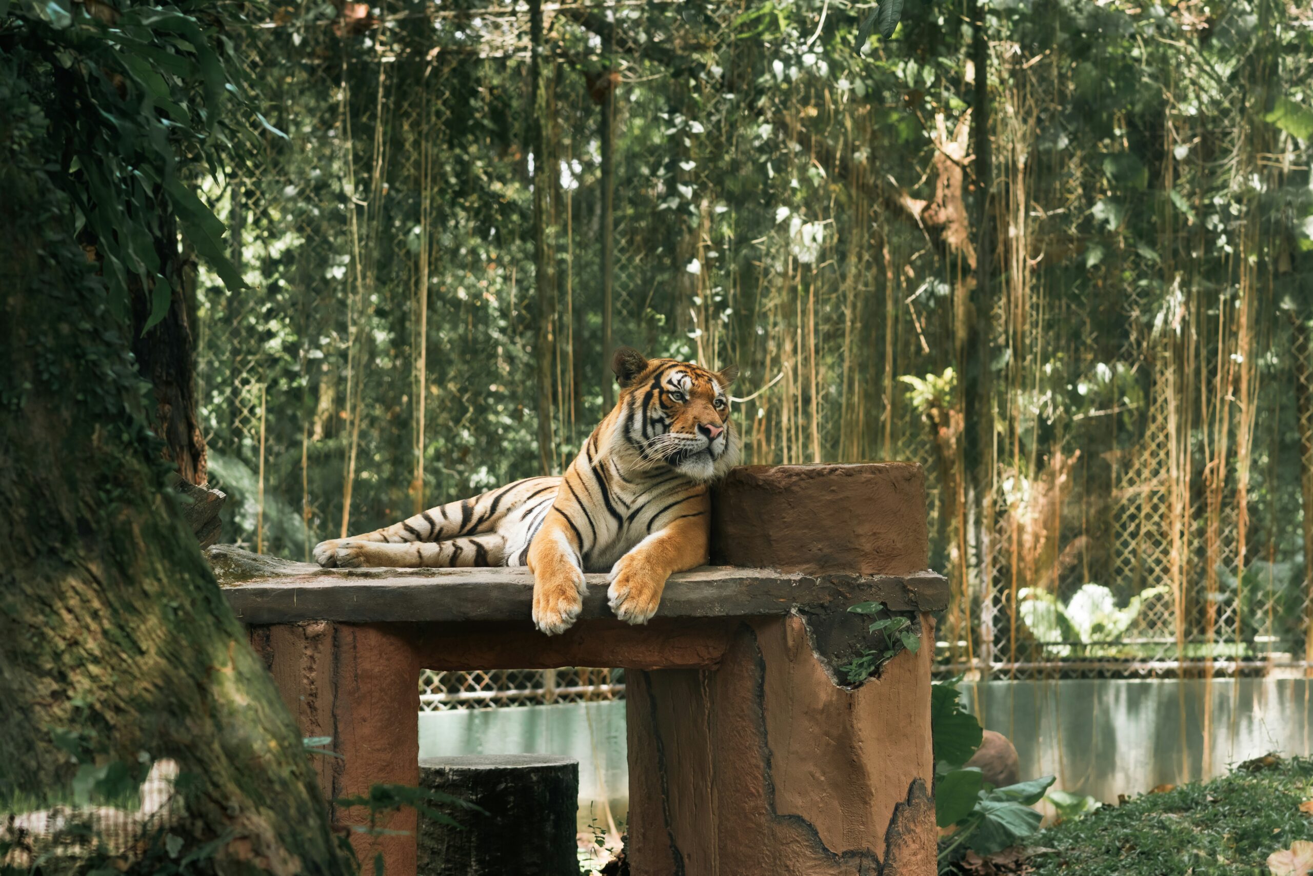Zoo Negara Birthday, Zoo Negara Birthday Claim, Zoo Negara ,Zoo Negara Free Entry, Zoo Negara free birthday ticket, Birthday Redeem, Birthday Claim, Free Birthday Food, Free Birthday Redeem, Birthday Claims, Birthday Free Redeem, September Birthday Redeem, September 2025 Promo, September Promo, Promo Code September 2025 Discount, Free Birthday Claim, How to Book On-Demand Delivery, How to Book Lori Sewa, TheLorry App Guide, Cara Tempah Lori Sewa, Tempah Lori Sewa, How To Use TheLorry App, How to Book Rental Lorry, Malaysia Rental Lorry, Order Lori Sewa, Movers Kuala Lumpur, lorry service near me, lorry sewa near me, Harga lorry, lori sewa, lori sewa murah, lori sewa pindah rumah, sewa lori 1 tan, lori 5 tan, lori 10 tan, sewa lori pindah rumah, sewa lori 3 tan, lori sewa penang, Harga sewa lori pindah rumah, lori sewa Ipoh, sewa lori murah, 5 tan lori, Harga sewa lori 1 tan, sewa lorry, lori pindah rumah near me, lori sewa 1 tan, perkhidmatan lori sewa, House Moving Package TheLorry, Pindah Rumah, Lori Sewa Selangor, Lori Sewa, Sewa Lori, Rental lorry, Rental lori, House Moving, Movers Malaysia, Movers Near me, Pakej TheLorry, Pakej Pindah Rumah, Lori sewa Pindah, Lori sewa pindah rumah, TheLorry Services, TheLorry, Disposal Service, Lori Sewa, Buang Perabot, Lori Buang Perabot, Tong Roro, Lori Sewa, Sewa Lori. Disposal Lori, tong roro, buang barang lama, buang perabot lama, nak buang perabot lama, nak buang barang, item removal, old furniture throw, lori buang barang, Package TheLorry, Pindah Rumah, Lori Sewa Selangor, Lori Sewa, Sewa Lori, Rental lorry, Rental lori, House Moving, Movers Malaysia, Movers Near me, Pakej TheLorry, Pakej Pindah Rumah, Lori sewa Pindah, Lori sewa pindah rumah, On demand lori sewa, On Demand Service, Delivery Lori, Lorry Delivery, TheLorry Services, TheLorry, Disposal Service, Lori Sewa, Buang Perabot, Lori Buang Perabot, Tong Roro, Lori Sewa, Sewa Lori, Disposal Lori, House Moving Package TheLorry, Pindah Rumah, Lori Sewa Selangor, Lori Sewa, Sewa Lori, Rental lorry, Rental lori, House Moving, Movers Malaysia, Movers Near me, Pakej TheLorry, Pakej Pindah Rumah, Lori sewa Pindah, Lori sewa pindah rumah, House Moving Package TheLorry, Pindah Rumah, Lori Sewa Selangor, Lori Sewa, Sewa Lori, Rental lorry, Rental lori, House Moving, Movers Malaysia, Movers Near me, Pakej TheLorry, Pakej Pindah Rumah, Lori sewa Pindah, Lori sewa pindah rumah, TheLorry, TheLorry app, The Lorry Aplikasi, Lori Sewa, Lori Sewa murah, lori sewa KL, Lori sewa Selangor, Lori sewa Shah Alam, Sewa lori Selangor, lori sewa Shah Alam, lori sewa KL, Delivery app, Lori pindah rumah, Housemoving lorry, rental lorry, rental lori, sewa lori, lori sewa near me, sewa lori berdekatan, lori sewa berdekatan, Movers app, House Moving Package TheLorry, Pindah Rumah, Lori Sewa Selangor, Lori Sewa, Sewa Lori, Rental lorry, Rental lori, House Moving, Movers Malaysia, Movers Near me, Pakej TheLorry, Pakej Pindah Rumah, Lori sewa Pindah, Lori sewa pindah rumah, TheLorry Services, Thelorry package, housemoving package, disposal service, crossborder, pindah singapore, lori 3 tan pindah rumah, kos lori pindah rumah, service lori pindah rumah, lori 1 tan pindah rumah, khidmat lori sewa, lori pindah rumah puchong​, harga sewa lori pindah rumah​,sewa lori pindah rumah​, lori sewa pindah rumah​, lori pindah rumah​, Movers Kuala Lumpur, lorry service near me, lorry sewa near me, 5 tan lorry, 10 ft lorry, 17 feet lorry, Pindah Rumah, Lori Sewa Selangor, Lori Sewa, Sewa Lori, Rental lorry, Rental lori, House Moving, Movers Malaysia, Movers Near me, Pakej TheLorry, Pakej Pindah Rumah, Lori sewa Pindah, Lori sewa pindah rumah, TheLorry Services, Thelorry package, housemoving package, disposal service, crossborder, pindah singapore, On demand lori sewa, On Demand Service, Delivery Lori, Lorry Delivery, TheLorry Services, TheLorry, Disposal Service, Lori Sewa, Buang Perabot, Lori Buang Perabot, Tong Roro, Lori Sewa, Sewa Lori, Disposal Lori, House Moving Package TheLorry, Pindah Rumah, Lori Sewa Selangor, Lori Sewa, Sewa Lori, Rental lorry, Rental lori, House Moving, Movers Malaysia, Movers Near me, Pakej TheLorry, Pakej Pindah Rumah, Lori sewa Pindah, Lori sewa pindah rumah, lori 1 tan, lori sewa 1 tan, sewa lori 1 tan, Pakej TheLorry, Pakej Pindah Rumah, Lori sewa Pindah, Lori sewa pindah rumah, lori 3 tan, lori sewa 3 tan, sewa lori 3 tan, Lori sewa pindah rumah, lori 5 tan, lori sewa 5 tan, sewa lori 5 tan, lori sewa 1 tan, sewa lori 1 tan, sewa 4x4, sewa van, sewa van near me, Sewa kereta 4x4, sewa van, House Moving Package, Cheap Movers, Movers near me, Lori sewa near me